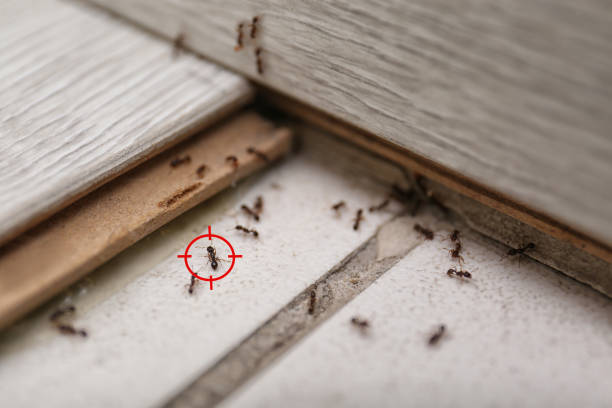 Best Best Pest Control Companies  in Bloomgton, IN