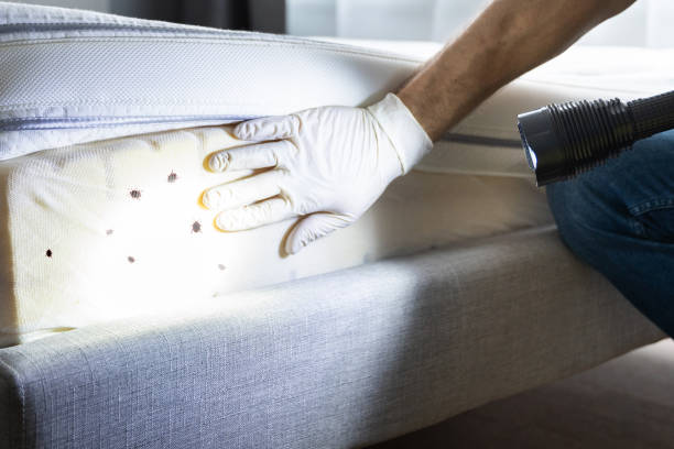 Best Flea Control Services  in Bloomgton, IN