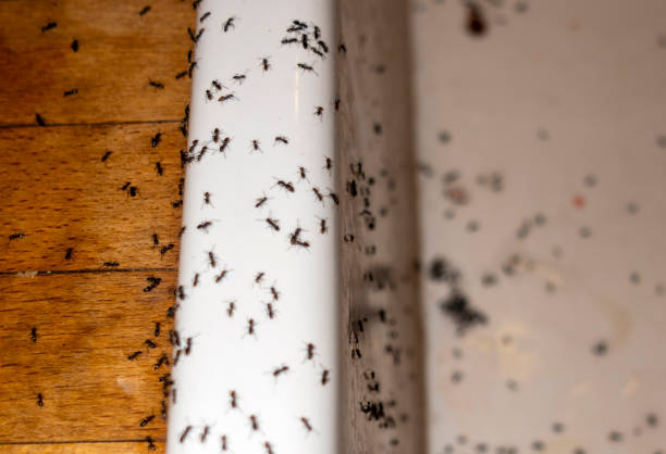 Best Mosquito Control Services  in Bloomgton, IN