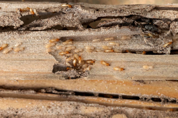 Reliable Bloomington, IN Pest Control Solutions